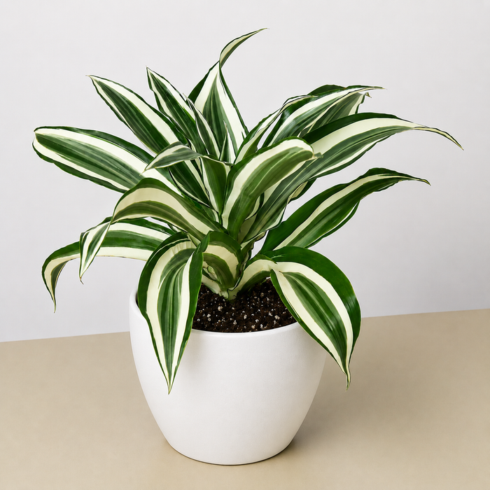 dracaena warneckii plant Dracaena Warneckii 'White Jewel'