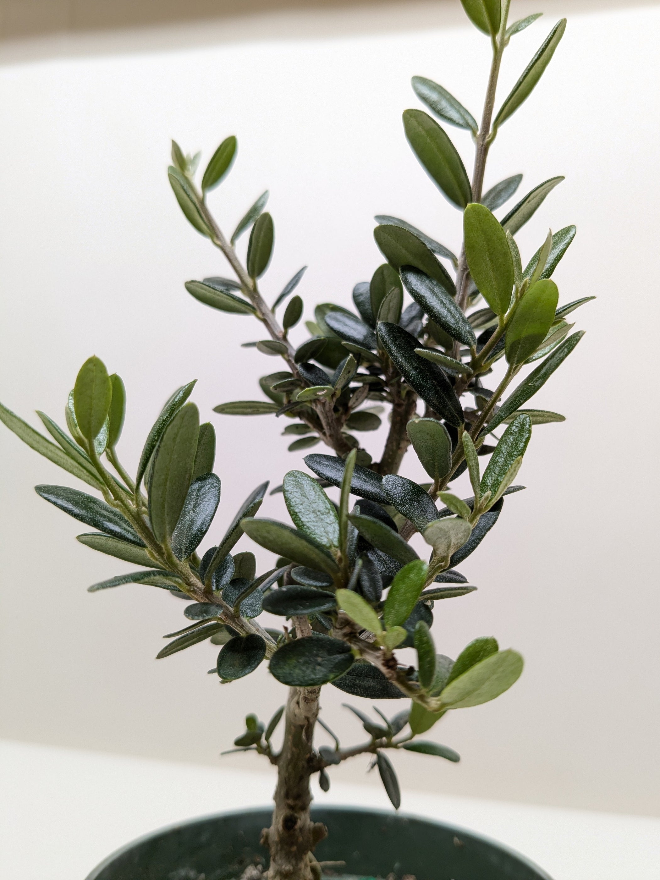 Common Olive Tree (Olea europaea) | House Plant Dropship — House Plant Shop