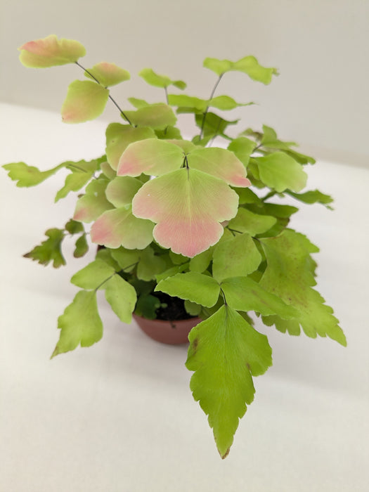 Fern Large Leaf Maidenhair