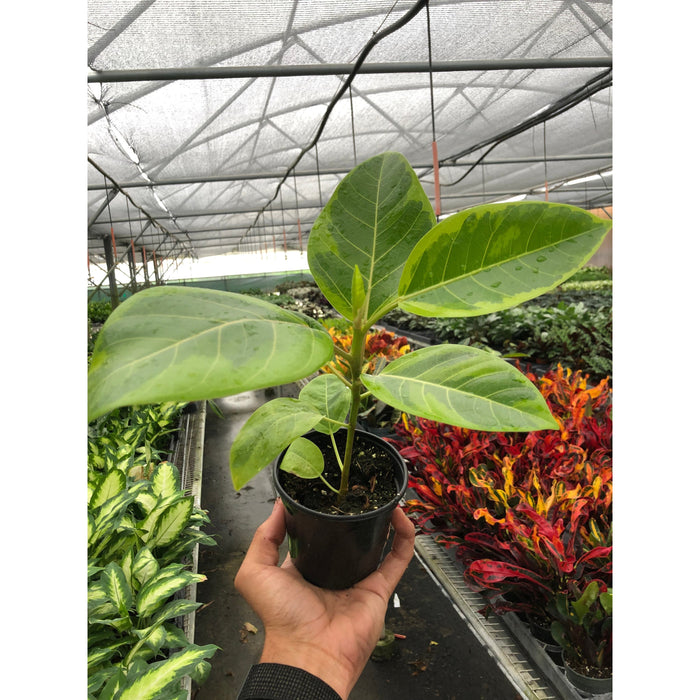 Ficus 'Yellow Gem' - 10" Pot