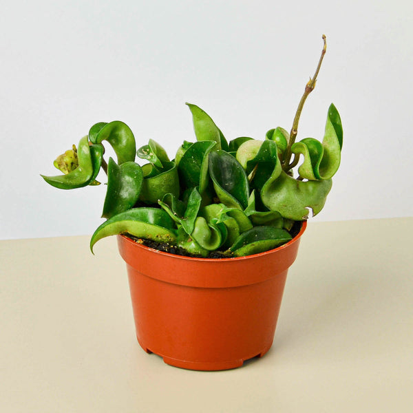 hoya money plant Hoya Rope Plant