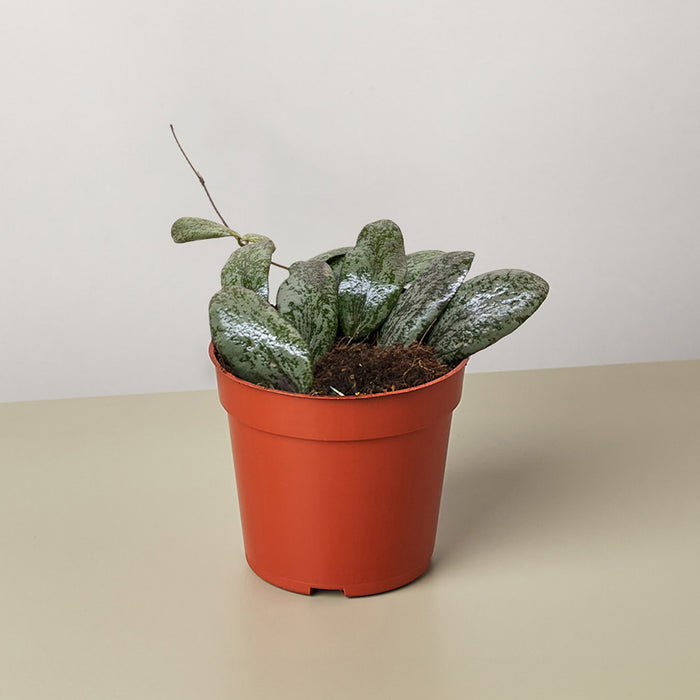 Hoya Sigillatis Round