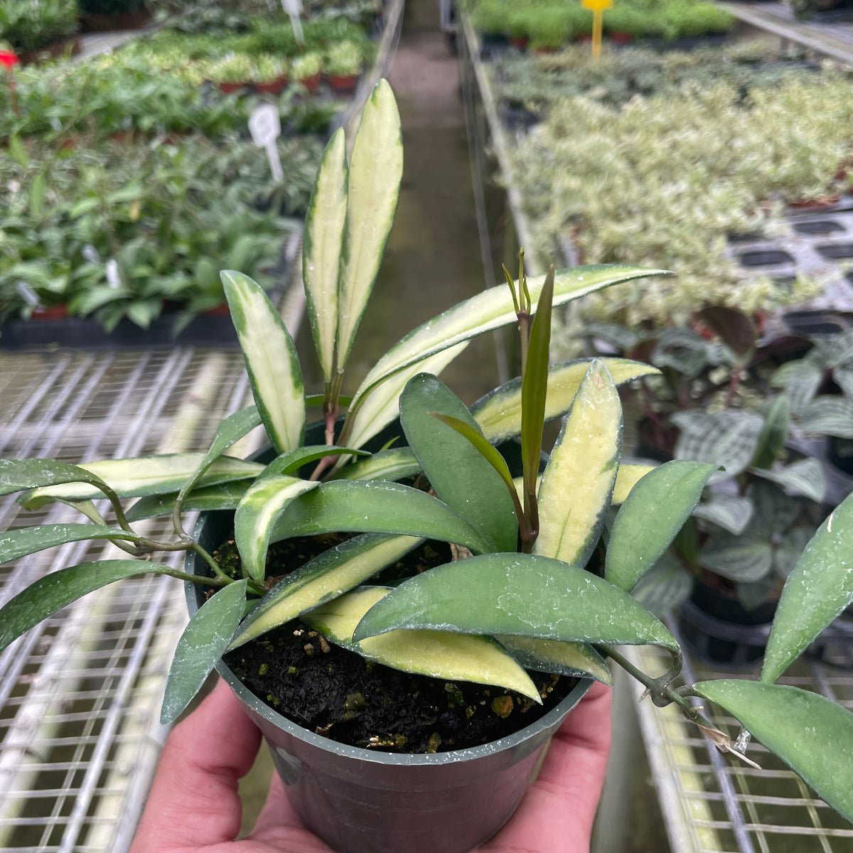 Hoya Wayetii Variegated