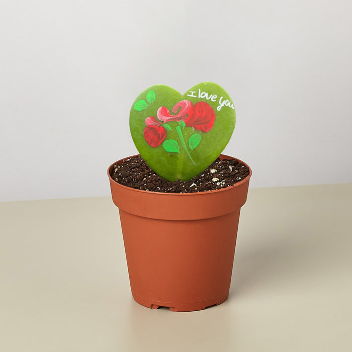 love heart succulent Hoya Heart