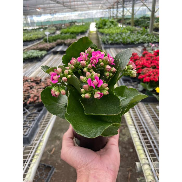 💖 Valentine’s Day Plant Bundle