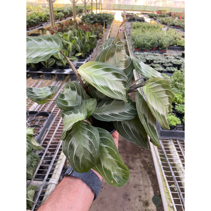 prayer plant silver band Maranta 'Silver Band'