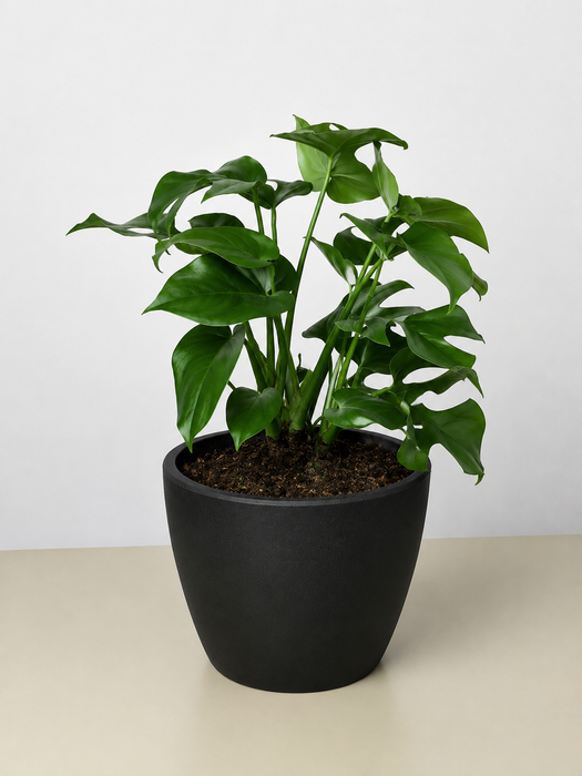 philodendron split leaf minima Philodendron Mini Monstera Minima