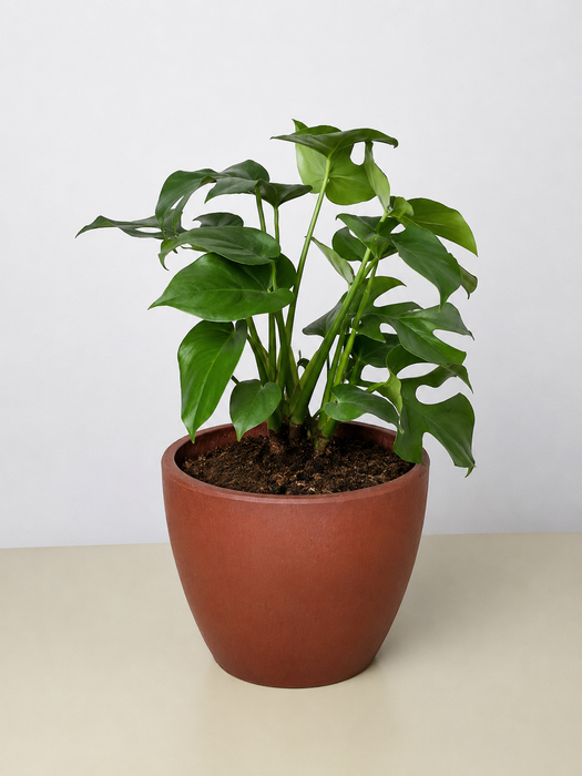 rhaphidophora tetrasperma philodendron Philodendron Mini Monstera Minima