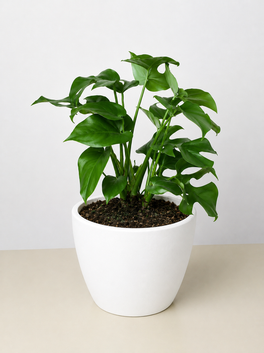 philodendron is money plant Philodendron Mini Monstera Minima