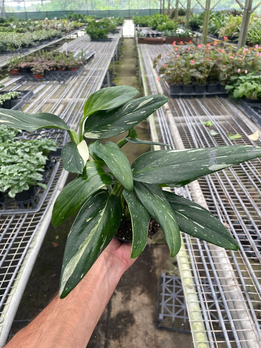 monstera albo black Monstera 'Standeleyana Albo Variegated' | Indoor Plant | Tropical Plant | Potted Plant