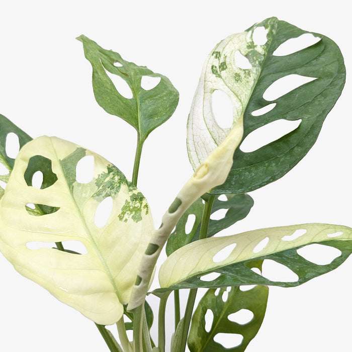 monstera adansonii variegated Monstera Adansonii 'Swiss Cheese Variegated' | Indoor Plant | Tropical Plant | Monstera Adansonii | Potted Plant