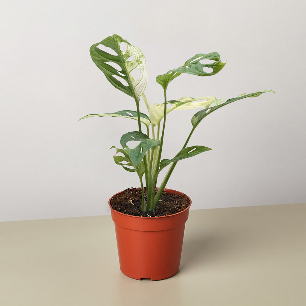 Monstera Adansonii 'Swiss Cheese Variegated' | Indoor Plant | Tropical Plant  | Monstera Adansonii | Potted Plant
