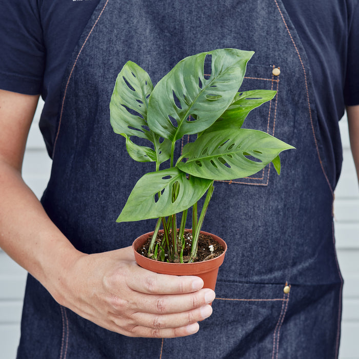 buy swiss cheese plant online Monstera Adansonii 'Swiss Cheese' | Indoor Plant | Tropical Plant | Monstera Adansonii | Potted Plant