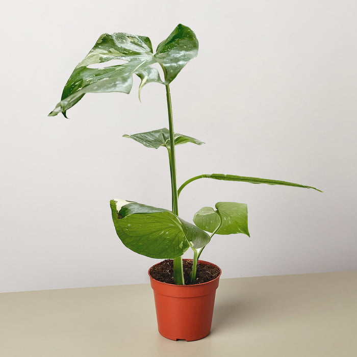 thai monstera plant for sale Monstera 'Thai Constellation' | Indoor Plant | Tropical Plant | Potted Plant