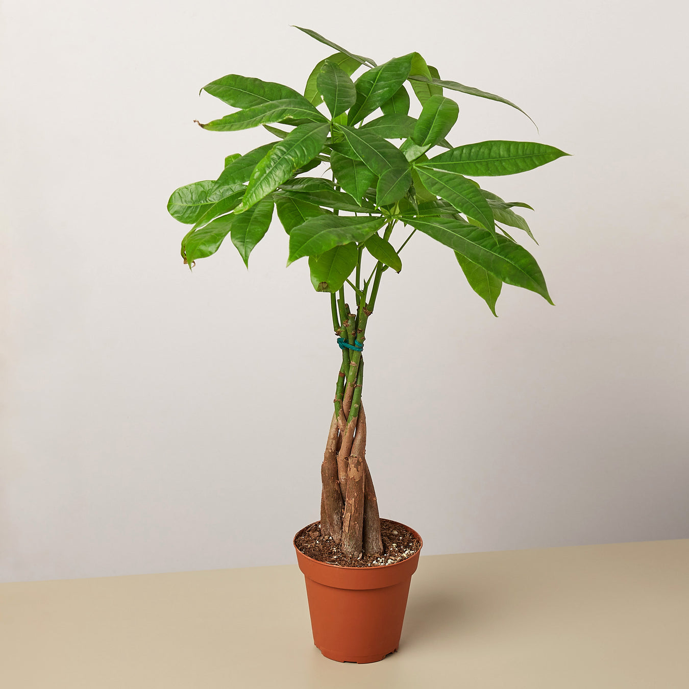 Outdoor Plants
