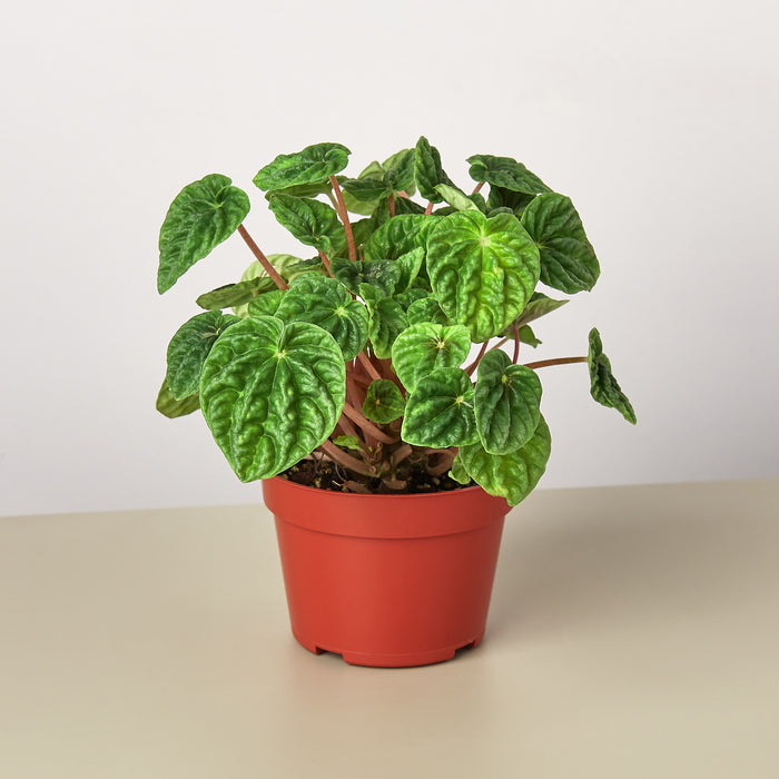 house plants peperomia Peperomia 'Ripple' | Indoor Plant | Tropical Plant | Potted Plant