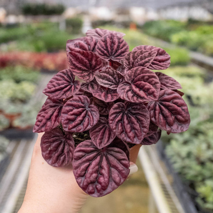 peperomia succulent Peperomia 'Ripple Red' | Indoor Plant | Tropical Plant | Potted Plant