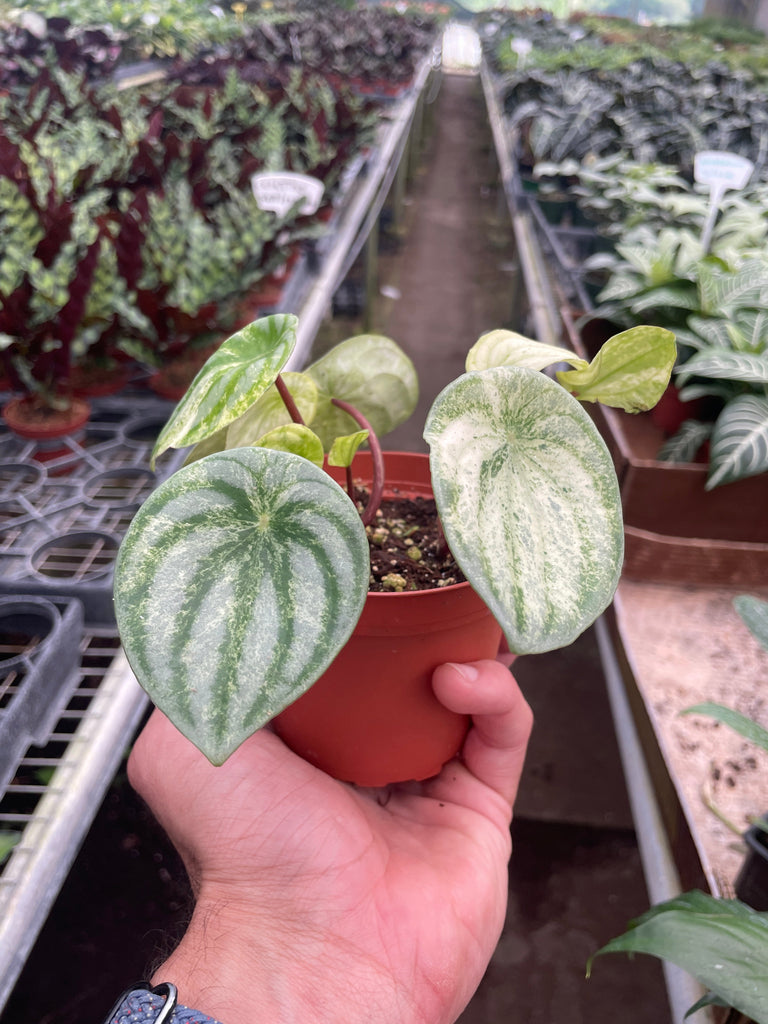 Peperomia 'Watermelon Variegated' | Indoor Plant | Tropical Plant | Potted  Plant