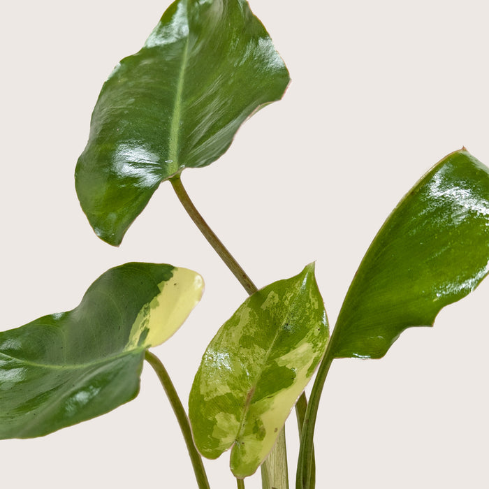 philodendron albo Philodendron Burle Marx Albo