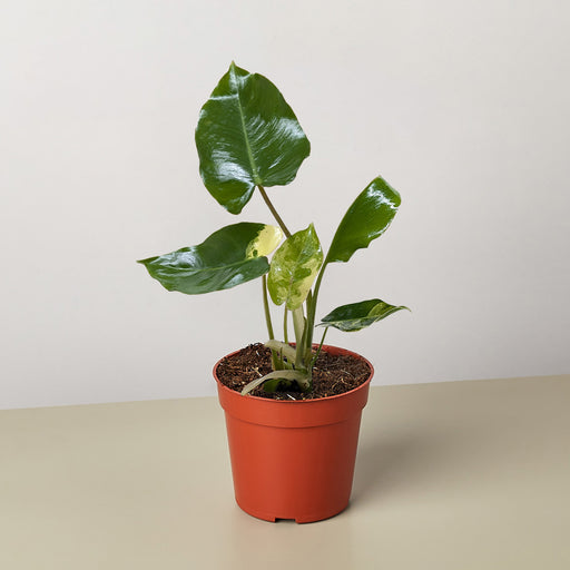 philodendron burle marx albo variegata Philodendron Burle Marx Albo