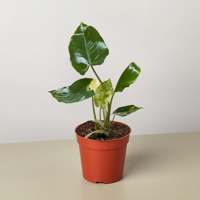 albo philodendron Philodendron Burle Marx Albo