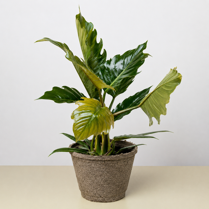 Philodendron Choco Empress