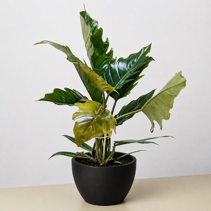 Philodendron Choco Empress
