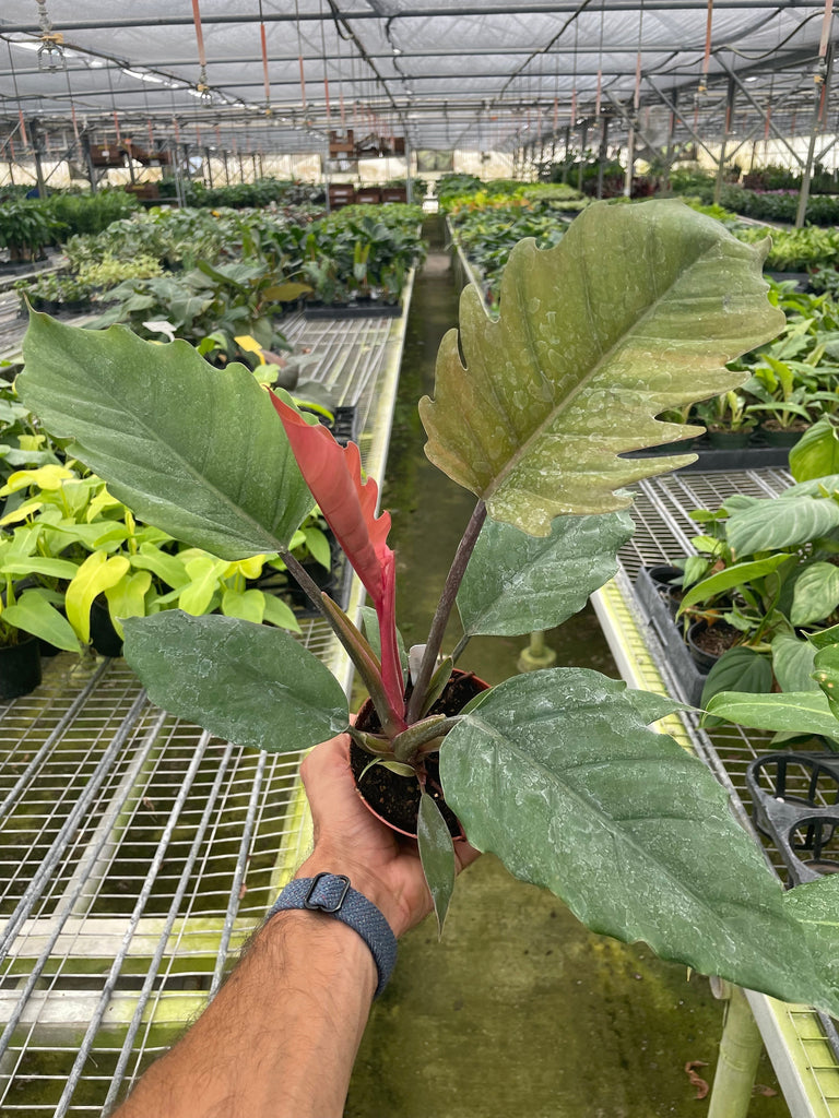 choco empress philodendron price Philodendron Choco Empress