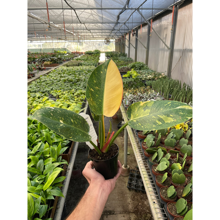 philodendron congo green care Philodendron 'Congo Green Variegated' | Indoor Plant | Tropical Plant | Potted Plant