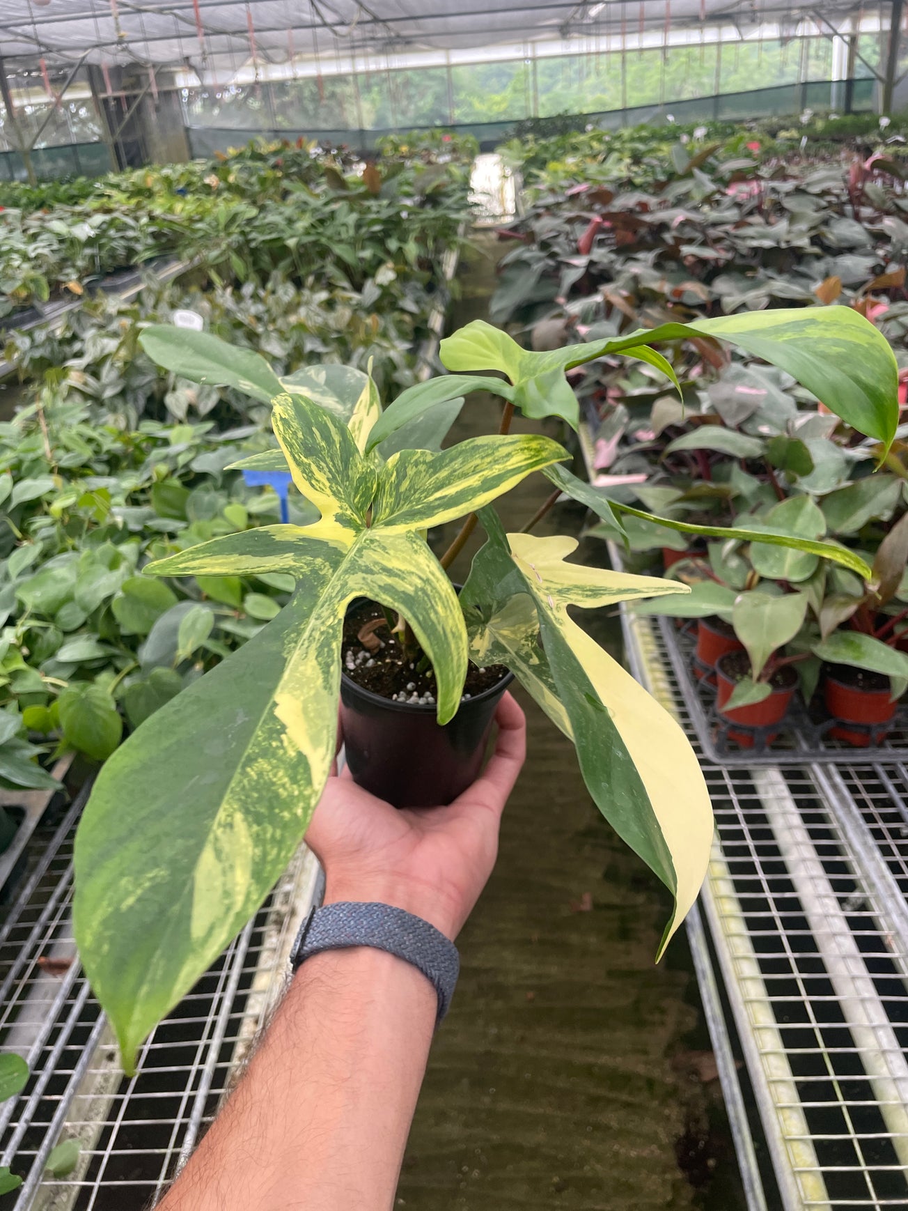 Philodendron Florida Beauty Variegated 4 inch