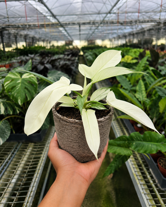 Philodendron 'Florida Ghost'