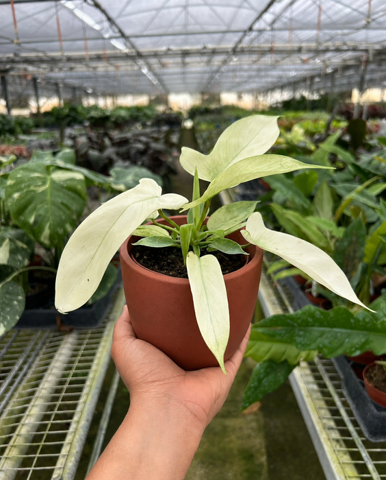florida ghost philodendron price Philodendron 'Florida Ghost'