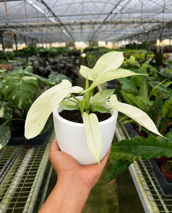 philodendron for sale in florida Philodendron 'Florida Ghost'