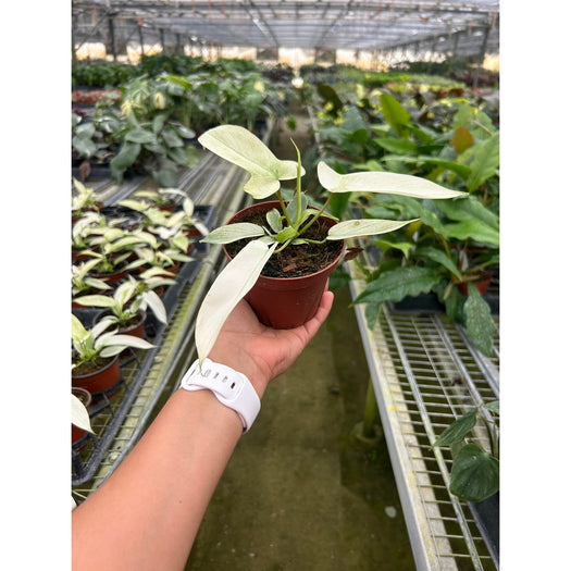 Philodendron 'Florida Ghost' - 4" Pot