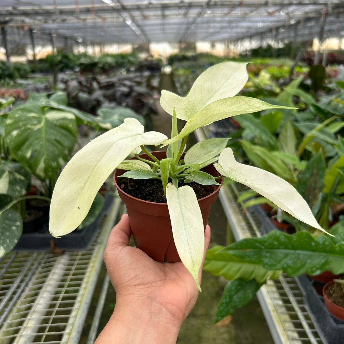 Philodendron 'Florida Ghost'