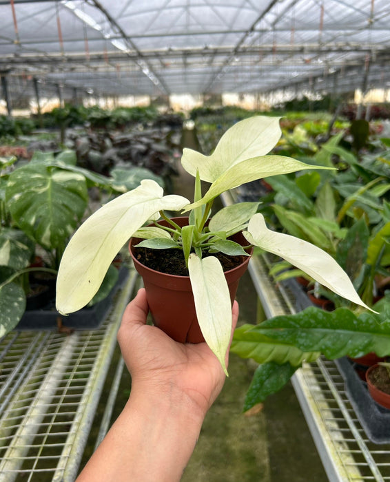 ebay philodendron Philodendron 'Florida Ghost'