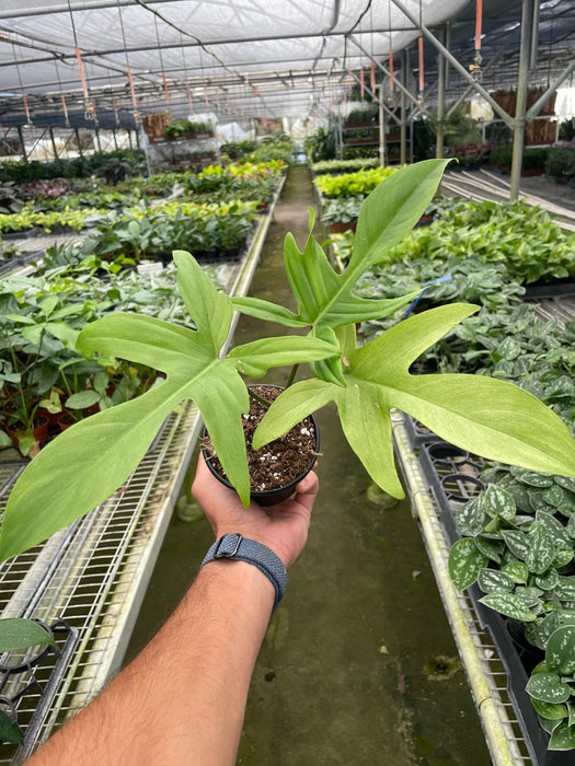 buy philodendron florida ghost Philodendron 'Florida Ghost' | Indoor Plant | Tropical Plant | Potted Plant