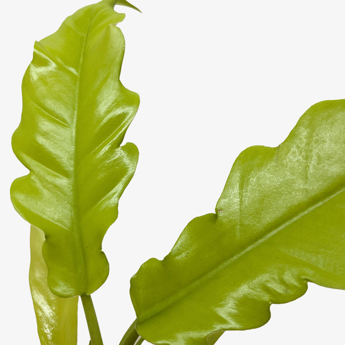alligator philodendron Fern 'Crocodile' | Indoor Plant | Tropical Plant | Nephrolepis exaltata