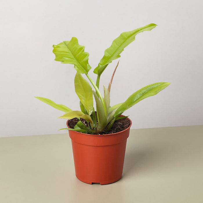 Philodendron 'Golden Crocodile'