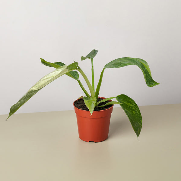 jose buono philodendron for sale Philodendron Jose Bueno