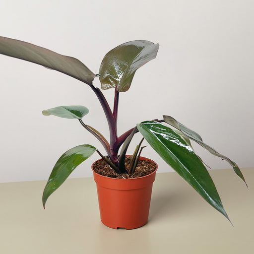 red majesty philodendron Philodendron Majesty