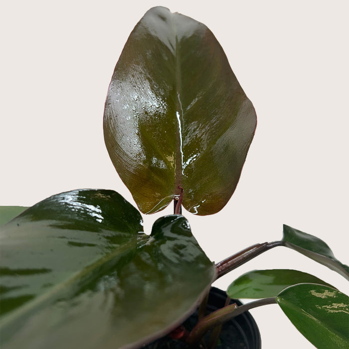 philodendron green majesty Philodendron Majesty