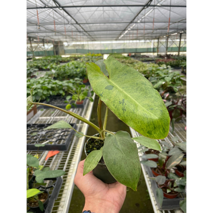philodendron marina ruy barbosa Philodendron 'Paraiso Verde'