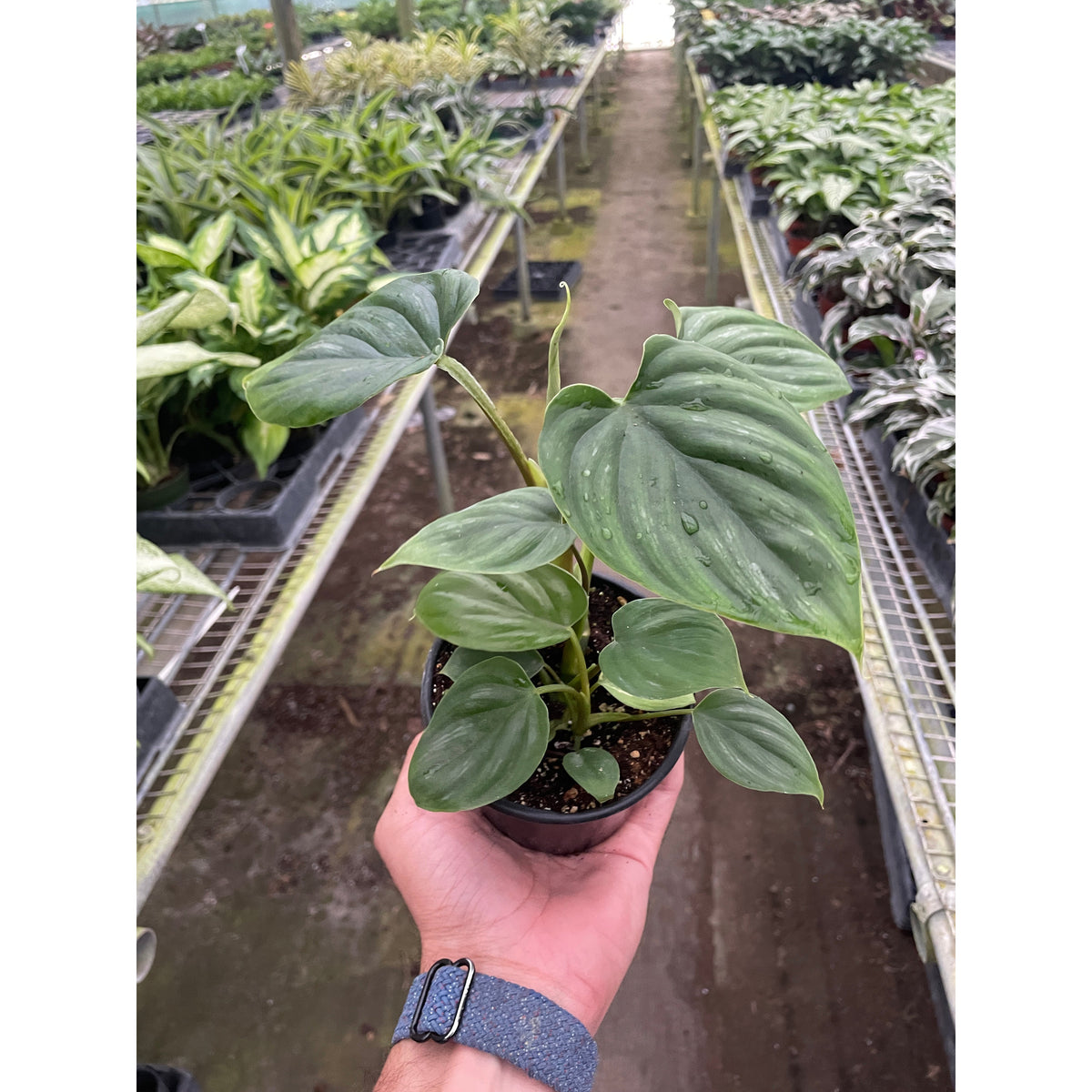 philodendron plowmanii petiole Philodendron 'Plowmanii'
