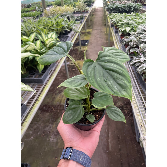 philodendron plowmanii Philodendron 'Plowmanii'