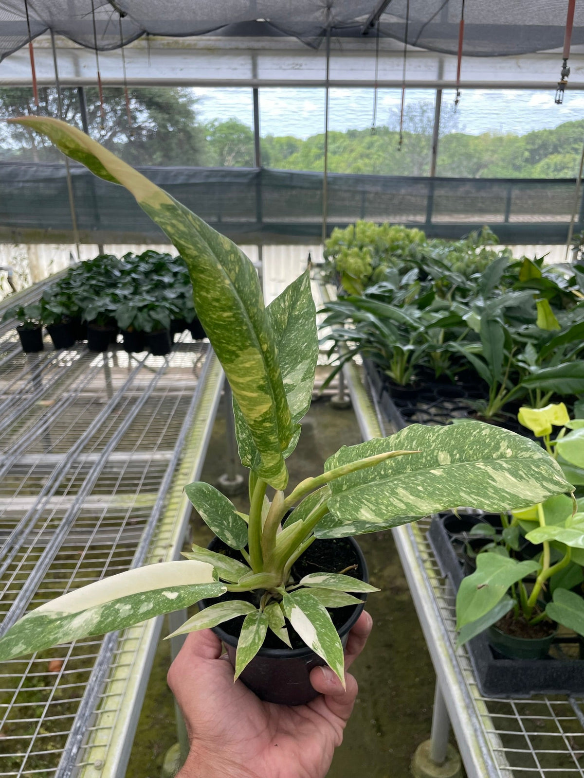 ring of fire variegated philodendron Philodendron 'Variegated Ring of Fire ' | Indoor Plant | Tropical Plant | Potted Plant