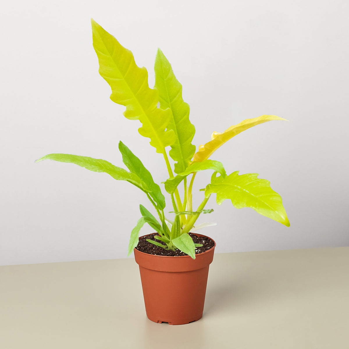 philodendron ring of fire scientific name Philodendron 'Golden Ring of Fire'