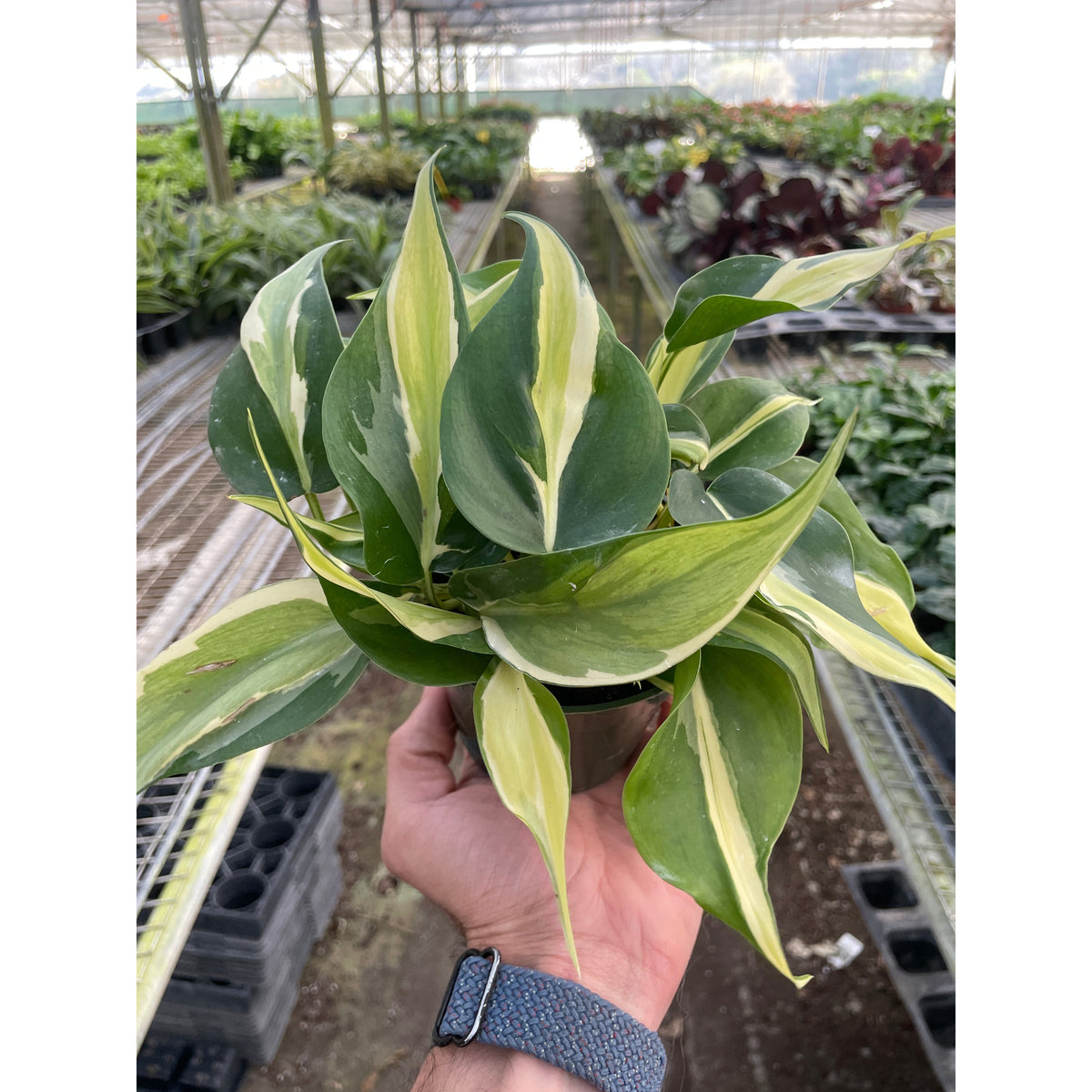 silver philodendron for sale Philodendron 'Silver Stripe' | Indoor Plant | Tropical Plant | Potted Plant