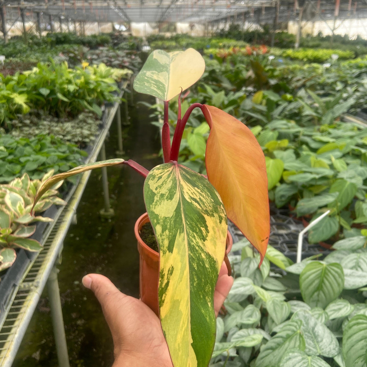 philodendron strawberry Philodendron 'Strawberry Shake'