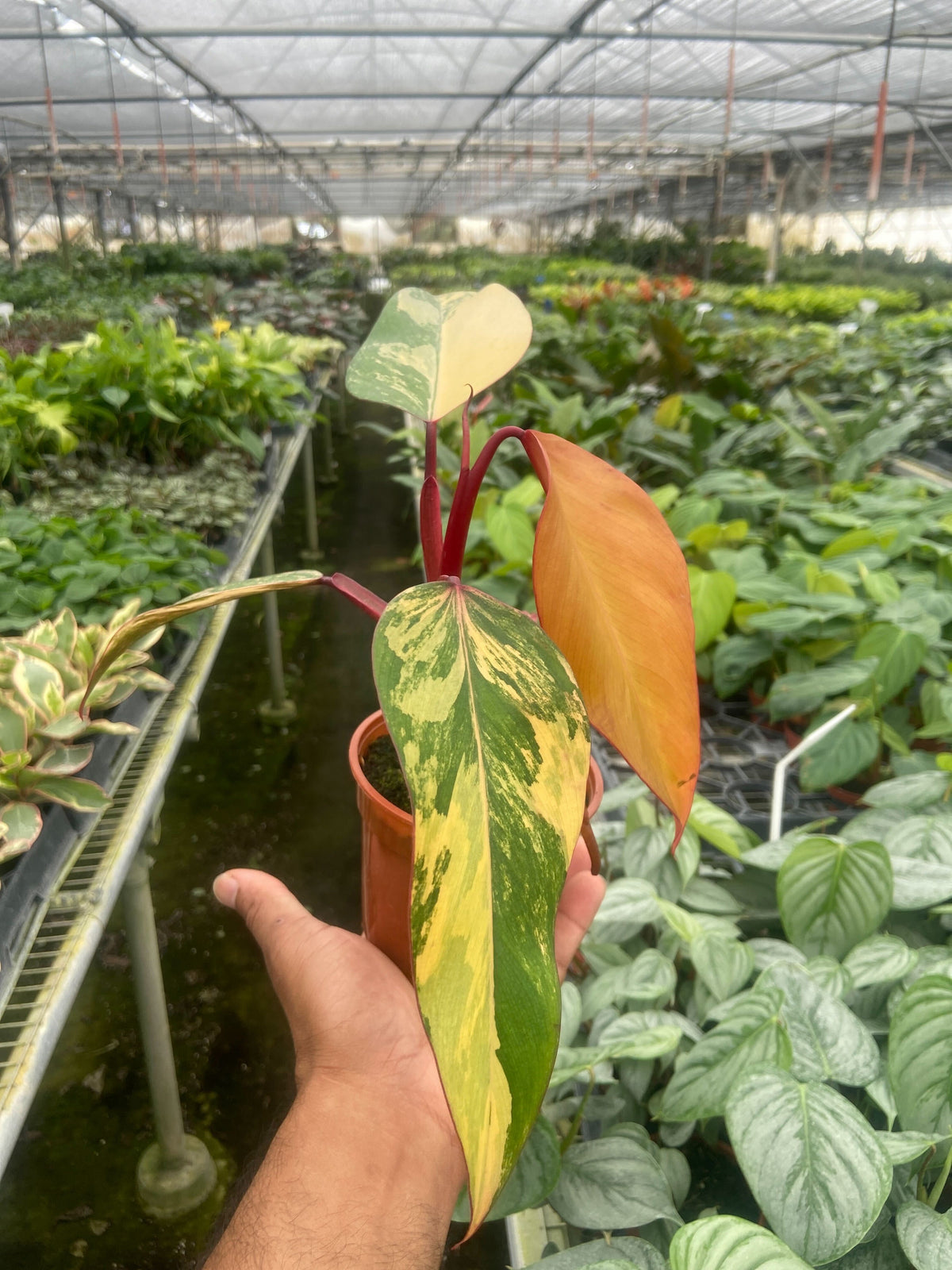 strawberry shake philodendron price philippines Philodendron 'Strawberry Shake' | Indoor Plant | Tropical Plant | Potted Plant